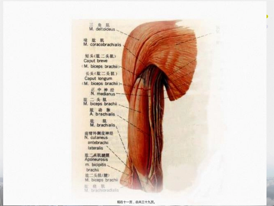 肩周炎的中医推拿治疗讲课_第11页