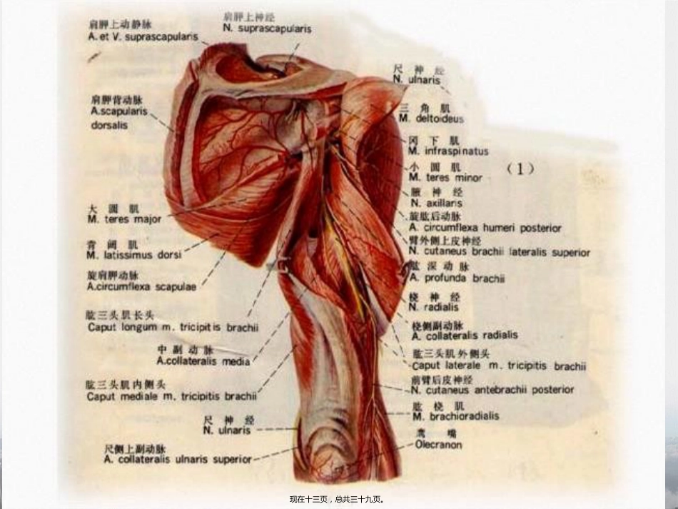 肩周炎的中医推拿治疗讲课_第13页
