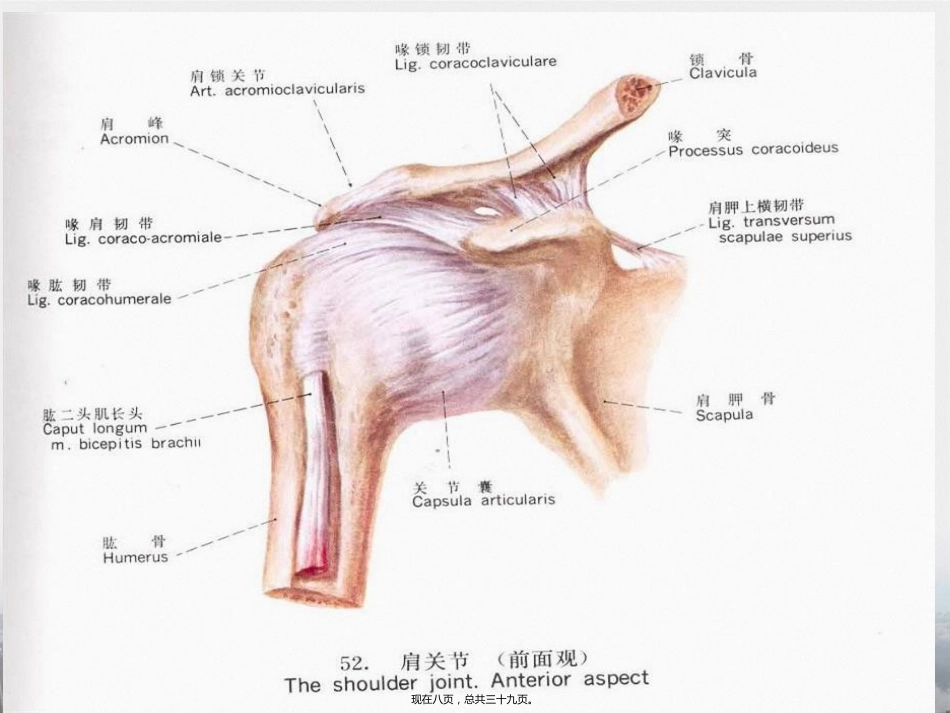 肩周炎的中医推拿治疗讲课_第8页