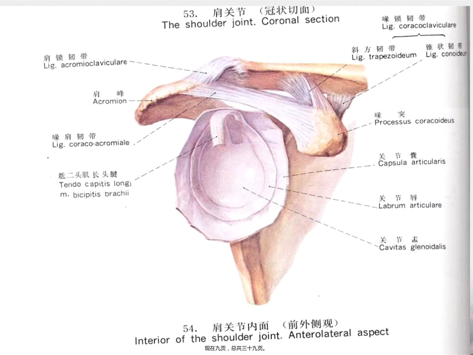 肩周炎的中医推拿治疗讲课_第9页