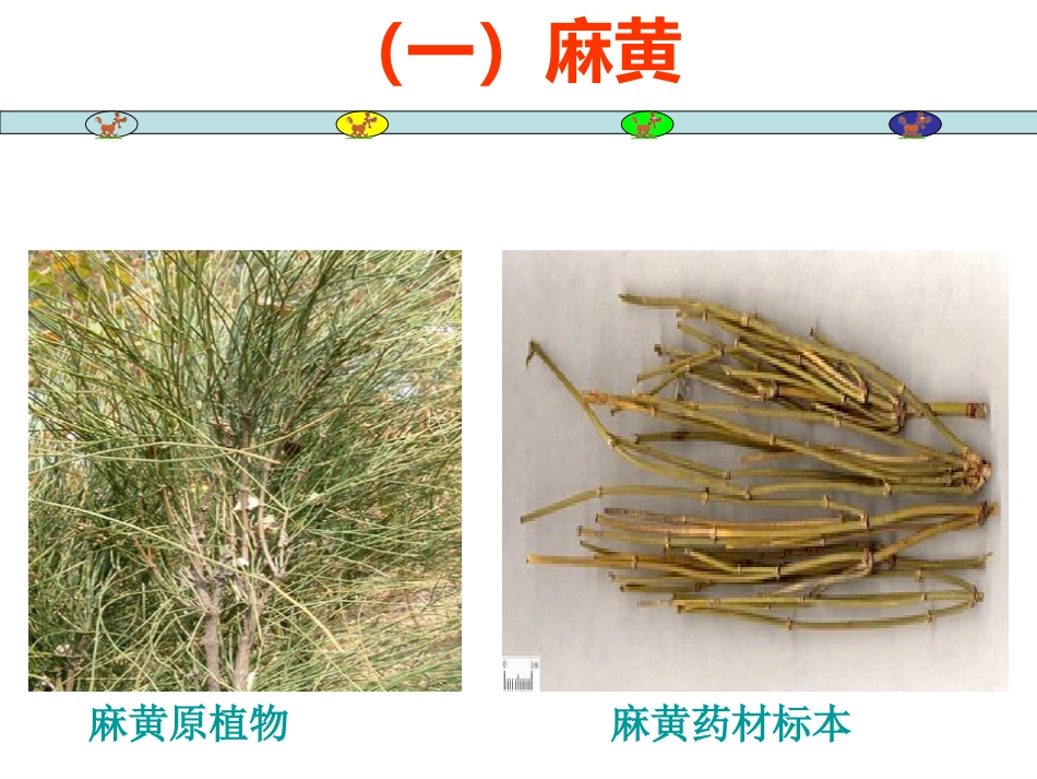 常用中草药_第10页