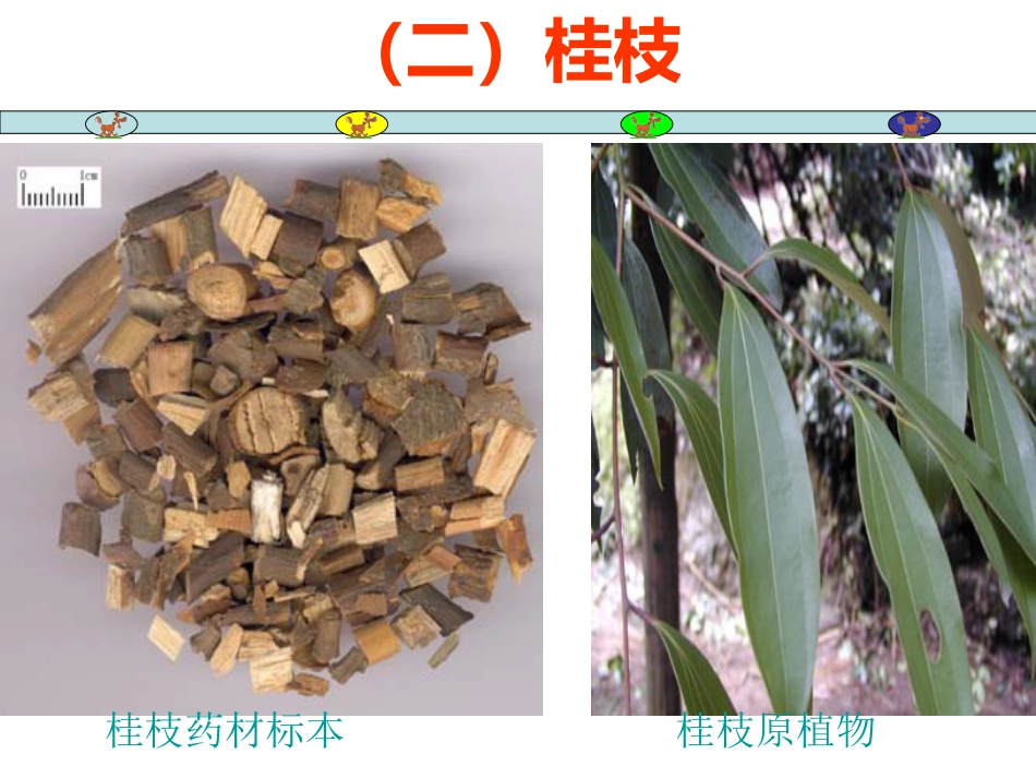 常用中草药_第12页