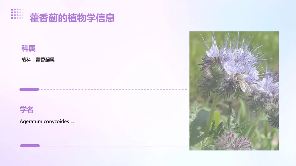 藿香蓟的功效和作用_第4页