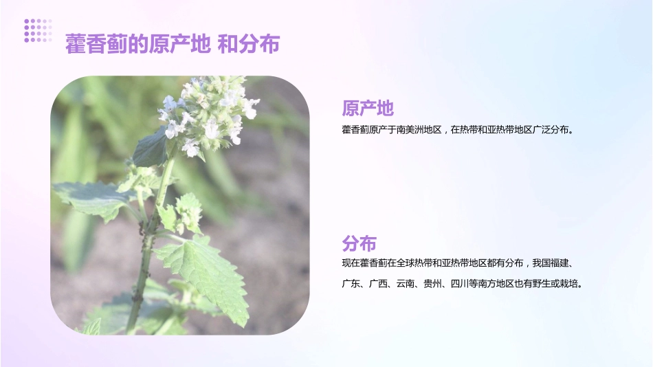 藿香蓟的功效和作用_第5页
