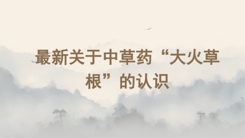 最新关于中草药“大火草根”的认识