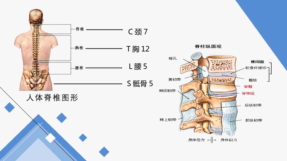 中医护理：腰椎间盘突出症护理_第3页