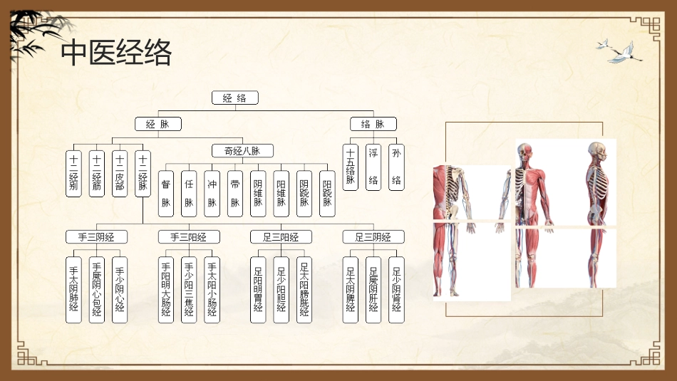 中医其他：中医经络_第6页