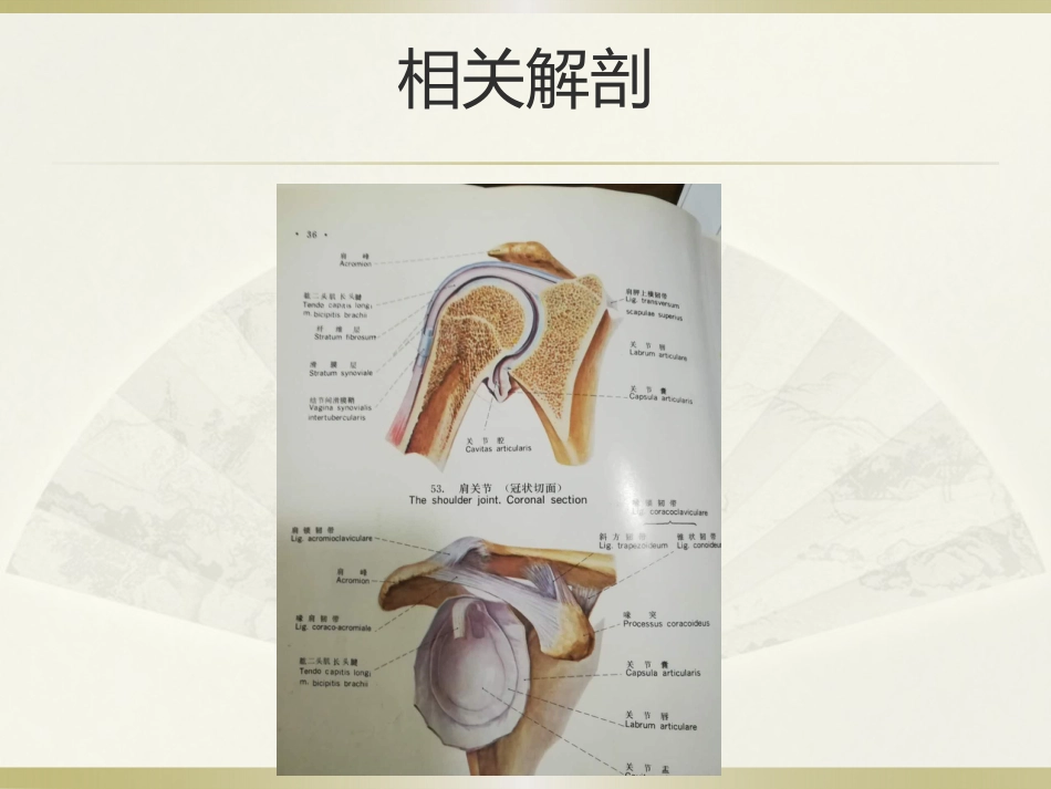 肩周炎的中医治疗(1)_第4页