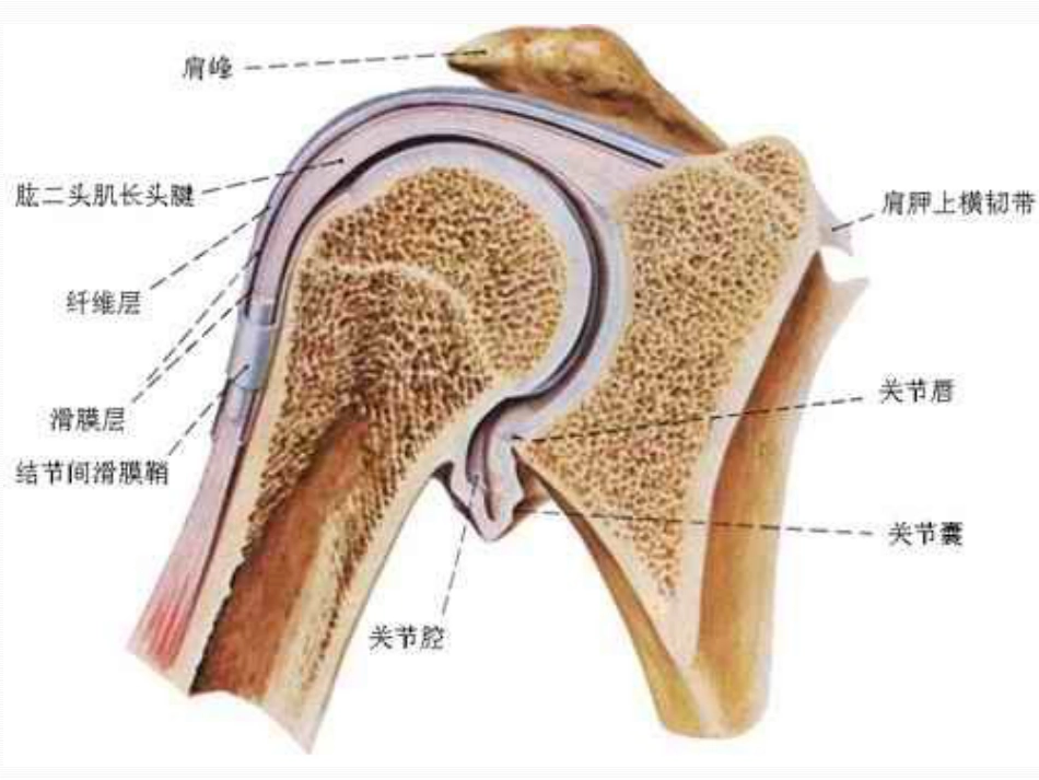 肩周炎的中医治疗_第6页