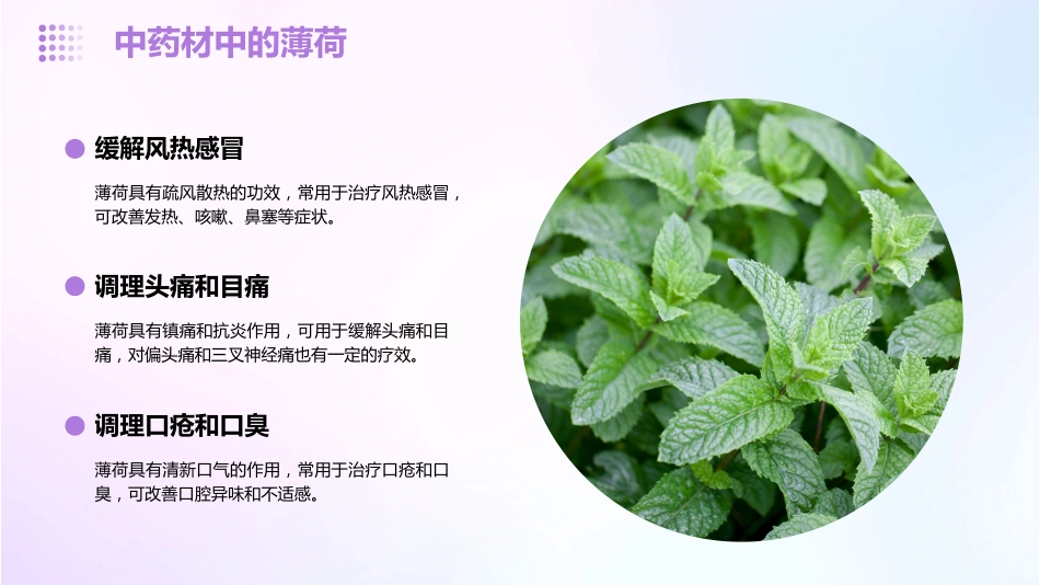 薄荷的功效与作用_第13页