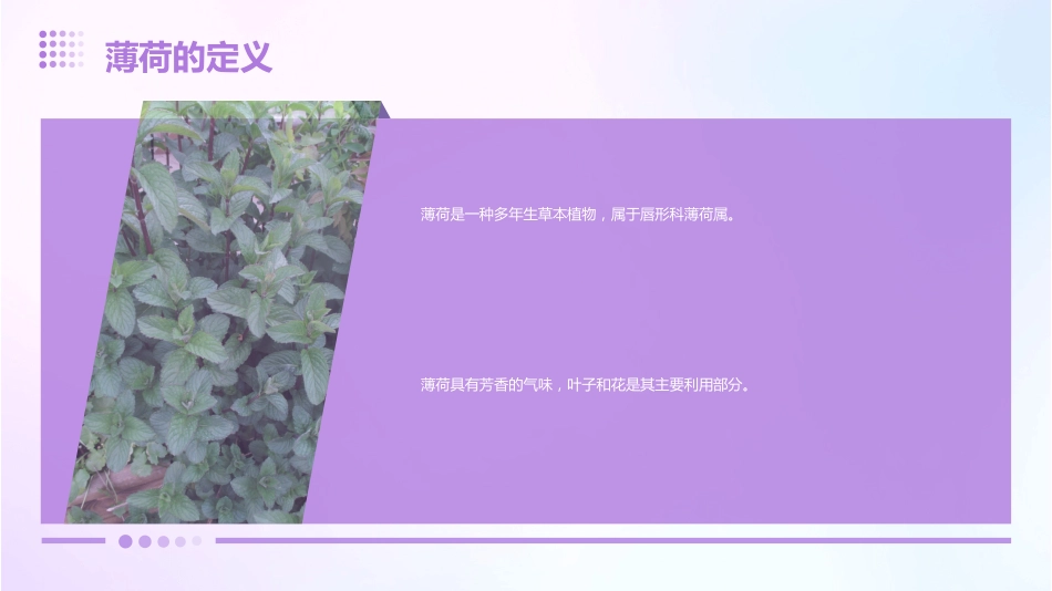 薄荷的功效与作用_第4页
