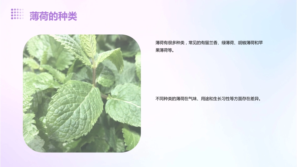 薄荷的功效与作用_第5页