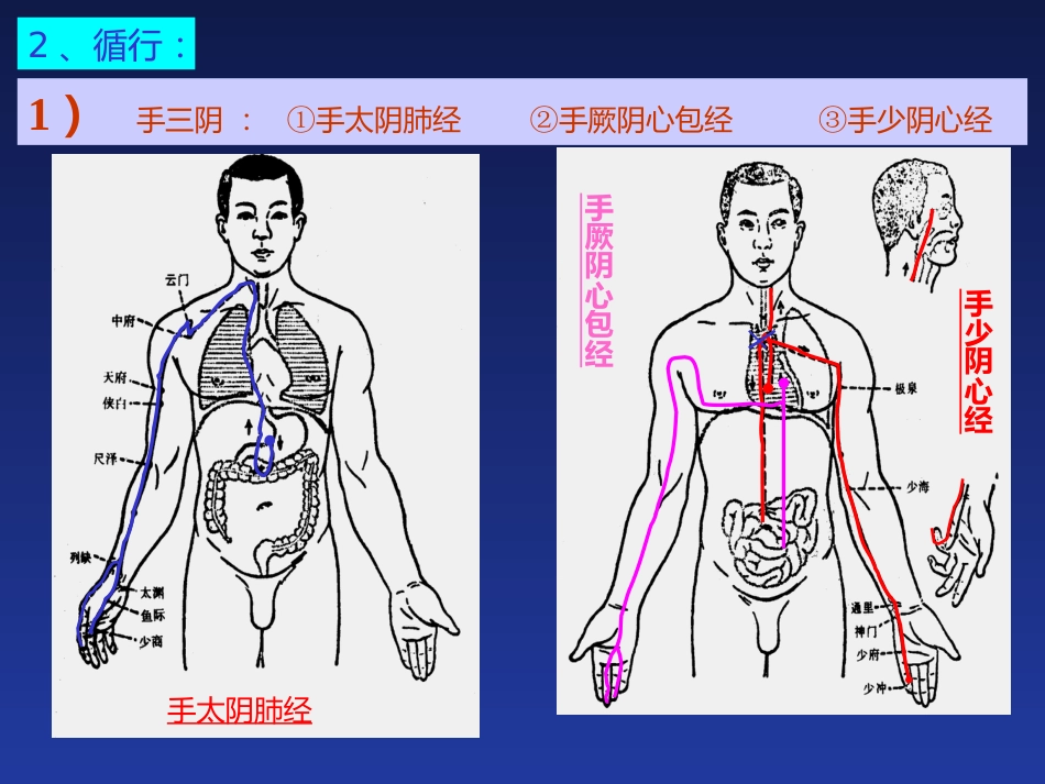 经络与腧穴_第11页