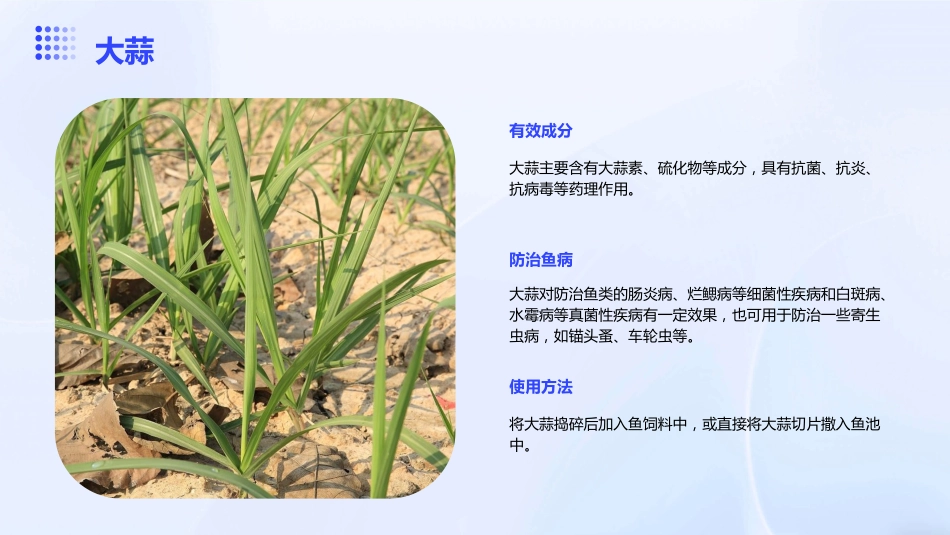 中草药防治鱼病效果好_第10页