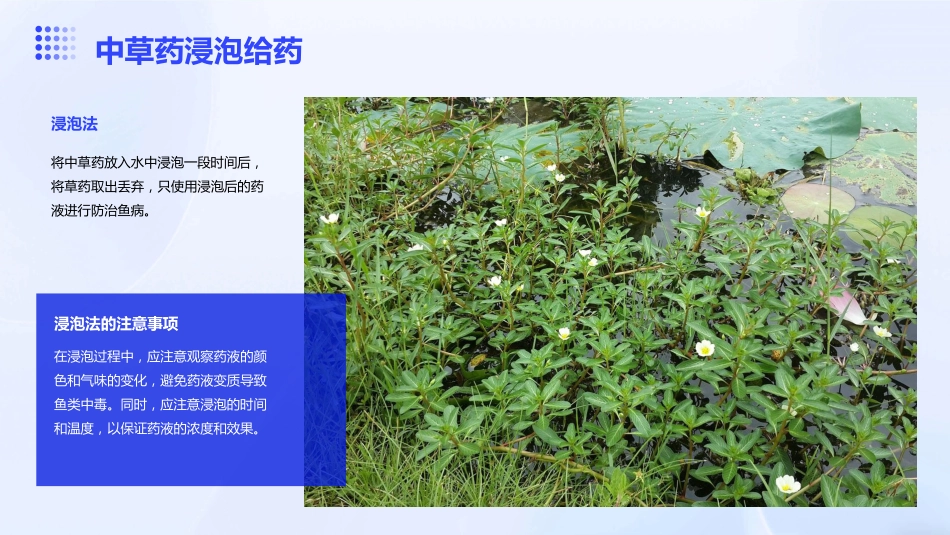 中草药防治鱼病效果好_第15页