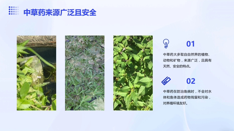 中草药防治鱼病效果好_第4页