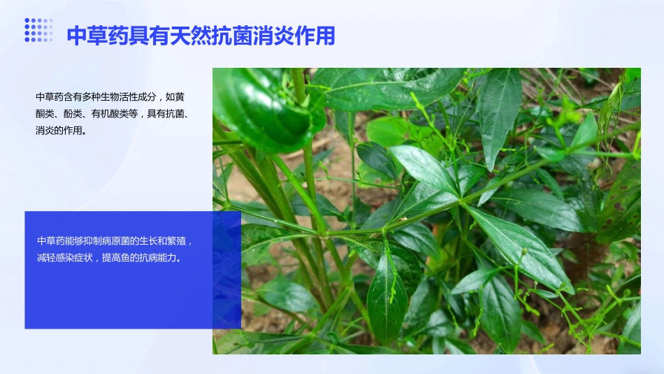 中草药防治鱼病效果好_第5页