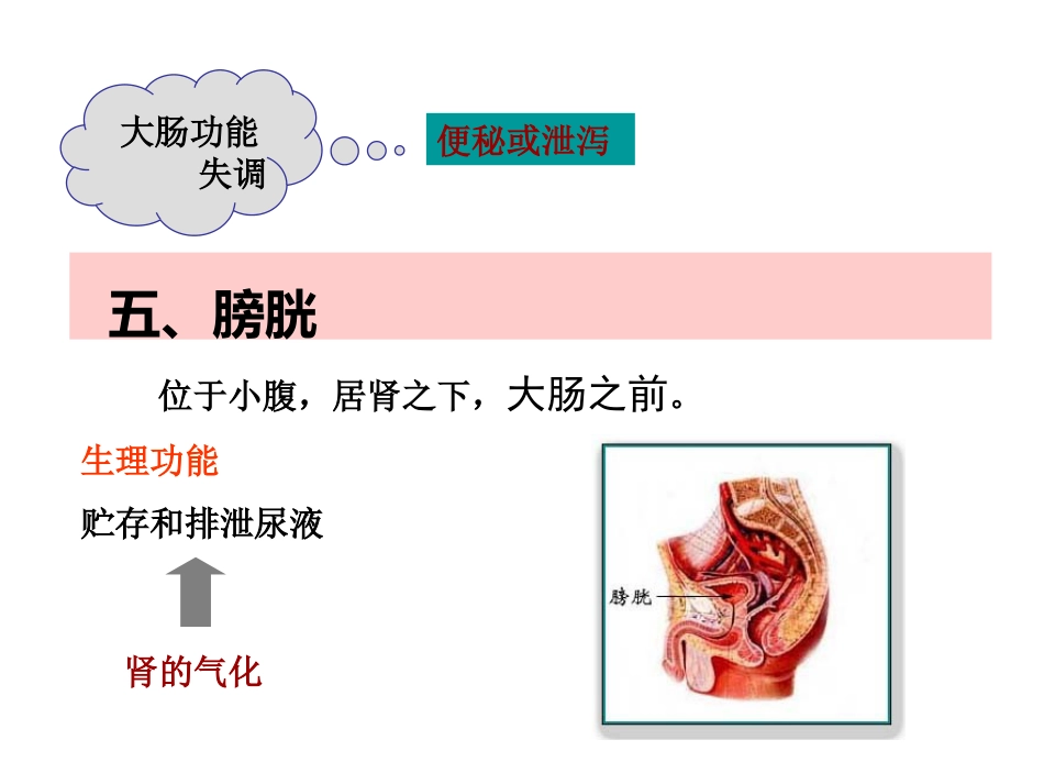 中医基础理论-六腑与奇恒之腑_第10页