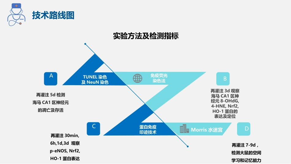 医学生实验设计大赛ppt模板_第9页