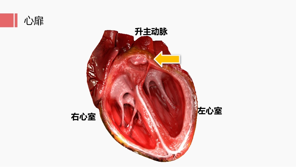北京高校青年教师教学比赛获奖课件-医学类-主动脉瓣狭窄_第2页