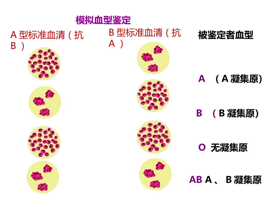 《输血与血型》PPT教学课件精品公开课比赛_第11页