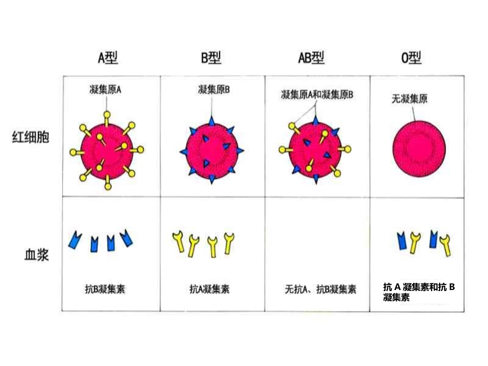 《输血与血型》PPT教学课件精品公开课比赛_第8页