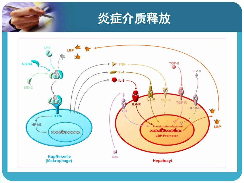 06.多器官功能障碍综合征_第9页