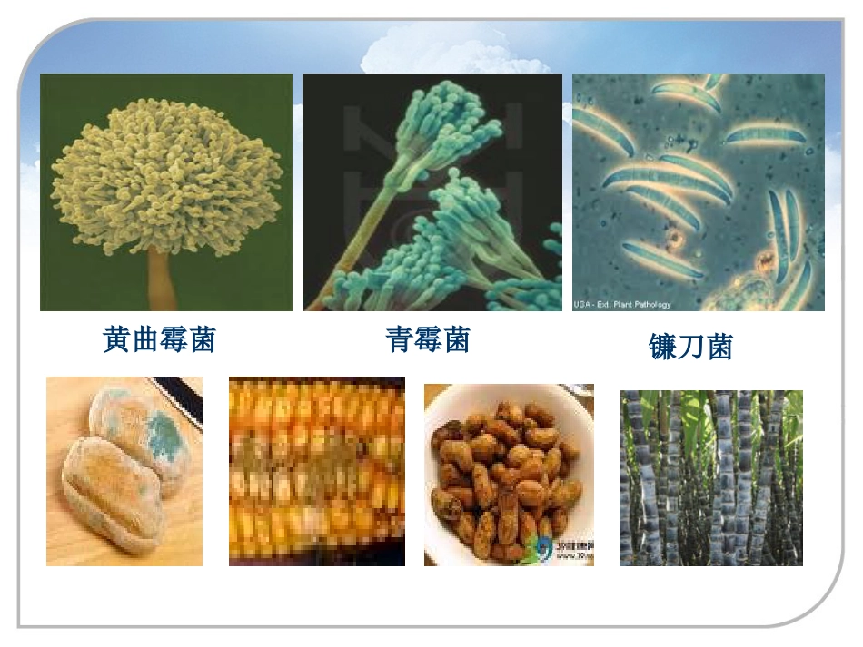 36.常见中毒急救_第15页