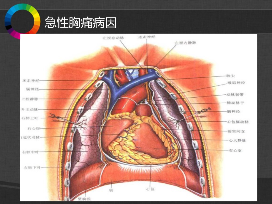 50.胸腹痛幻灯片_第3页