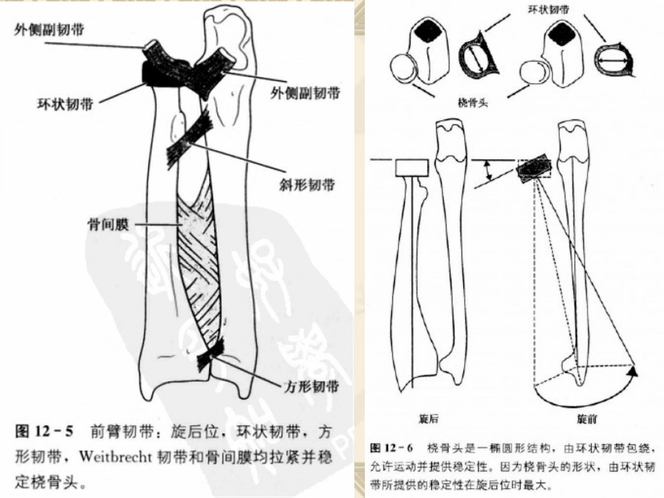 外科学：孟氏骨折_第6页