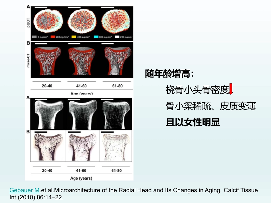 外科学：肘关节应用解剖及生物力学_第8页