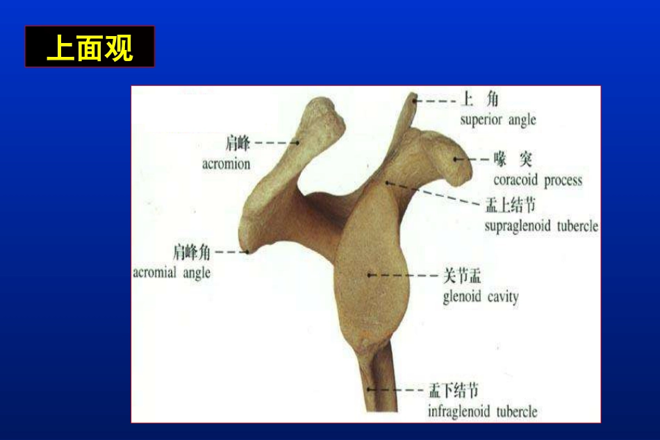 外科学：肩胛骨骨折_第5页