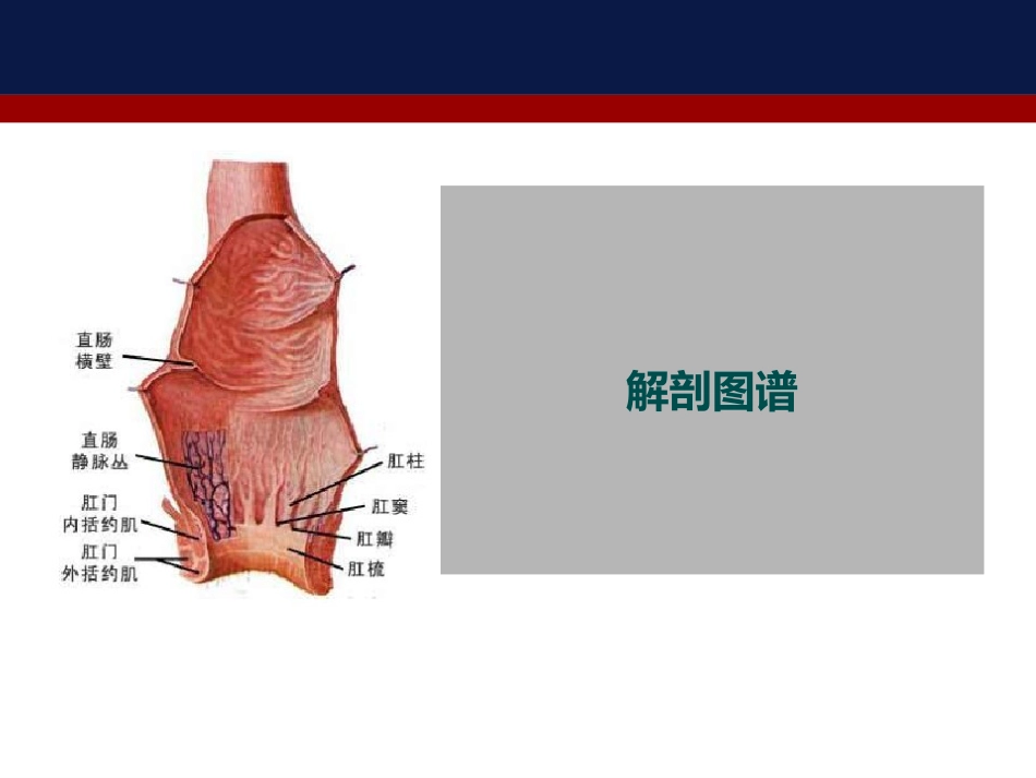 肛管内超声检查肛周脓肿和肛瘘_第5页