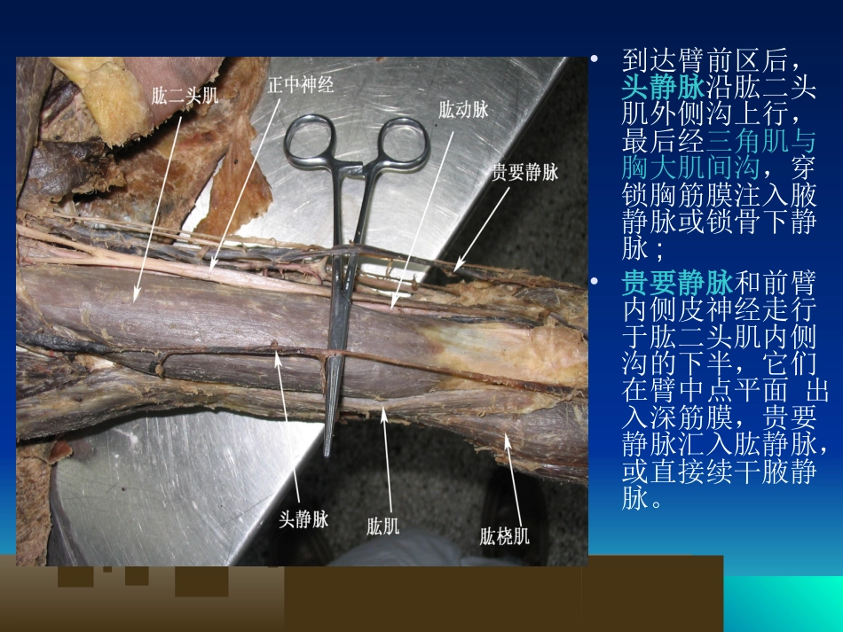 外科学：骨科解剖及手术切口入路_第12页