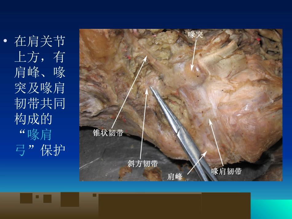外科学：骨科解剖及手术切口入路_第8页