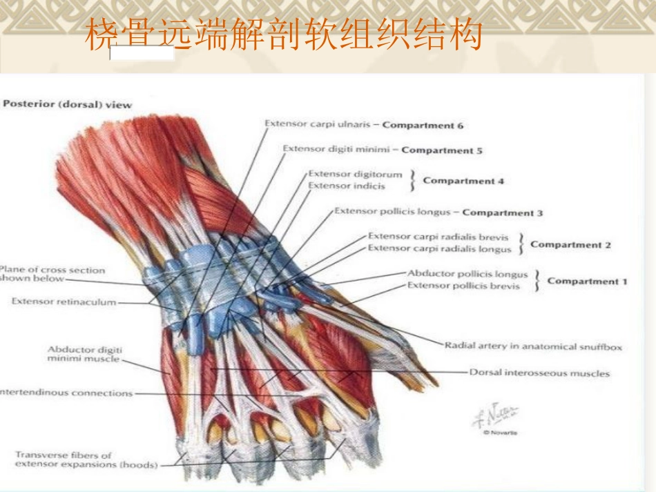 外科学：桡骨远端骨折_第11页