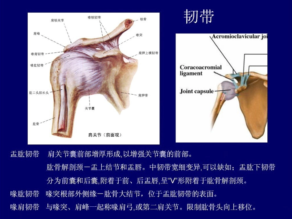 外科学：肩关节MR_第6页