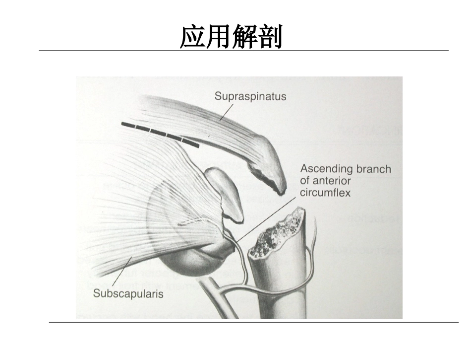 外科学：肱骨近端骨折的诊治_第7页