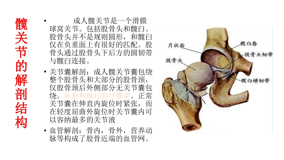 外科学：股骨头坏死_第2页