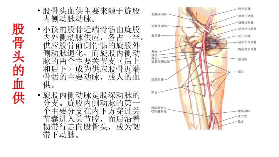 外科学：股骨头坏死_第3页