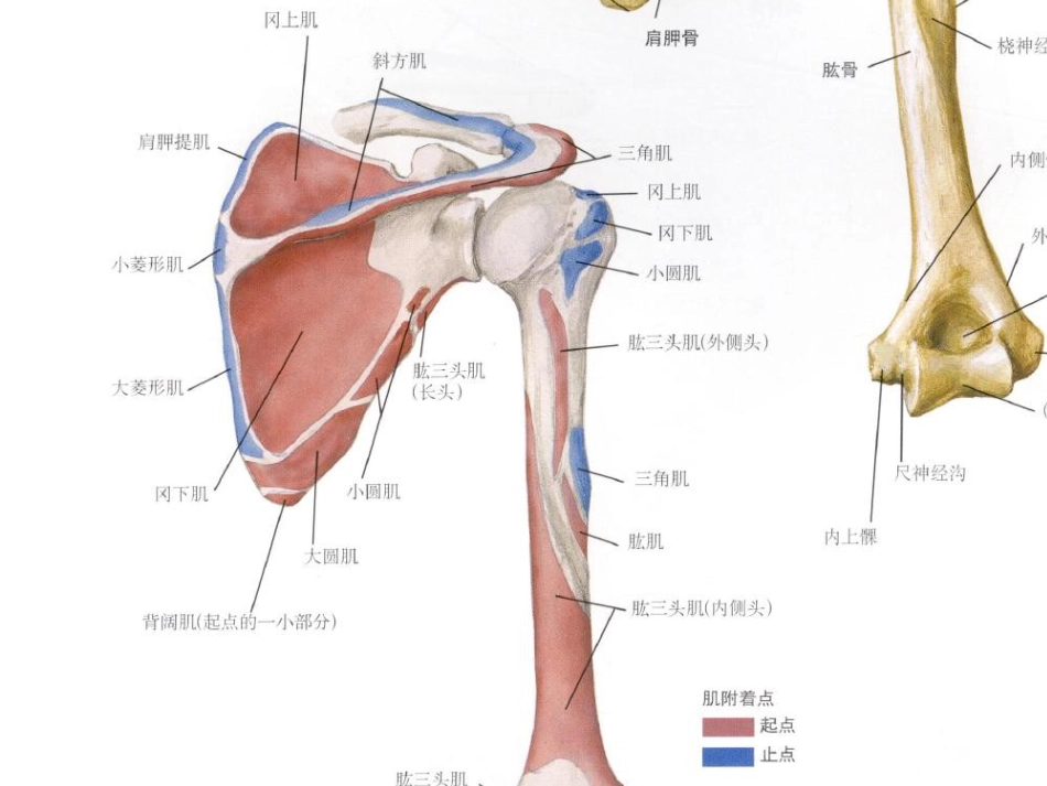 外科学：肱骨近端骨折Neer分型_第9页