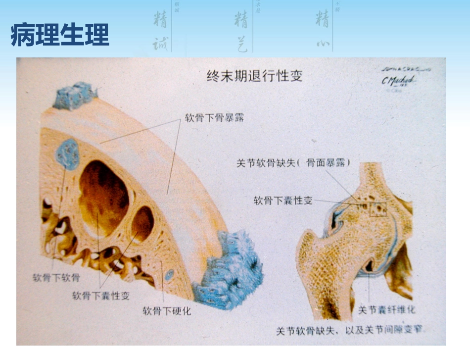 骨关节炎用药科内讲课用_第10页