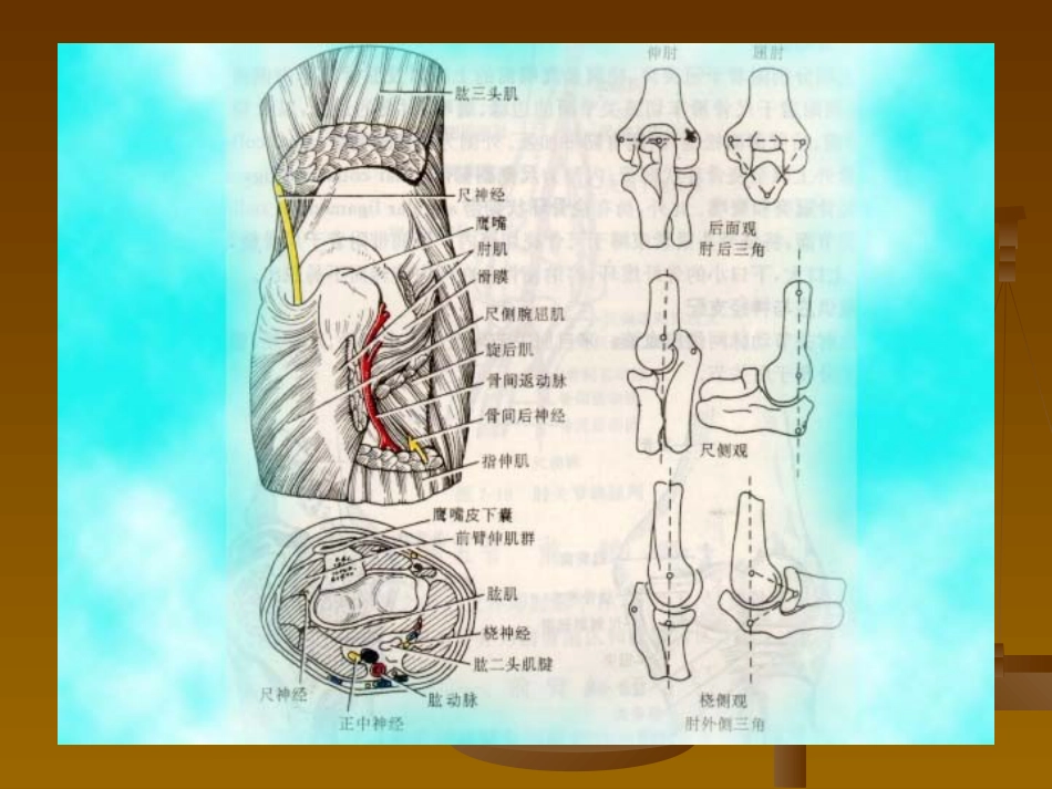 外科学：肘关节恐怖三联征._第11页