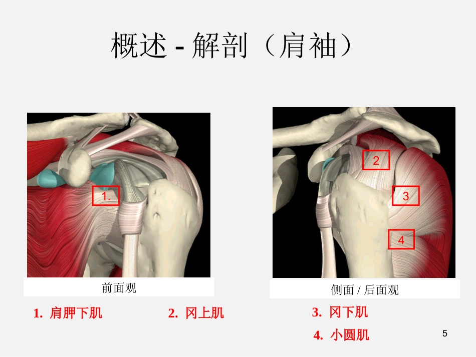 外科学：肩袖损伤诊断与治疗_第5页