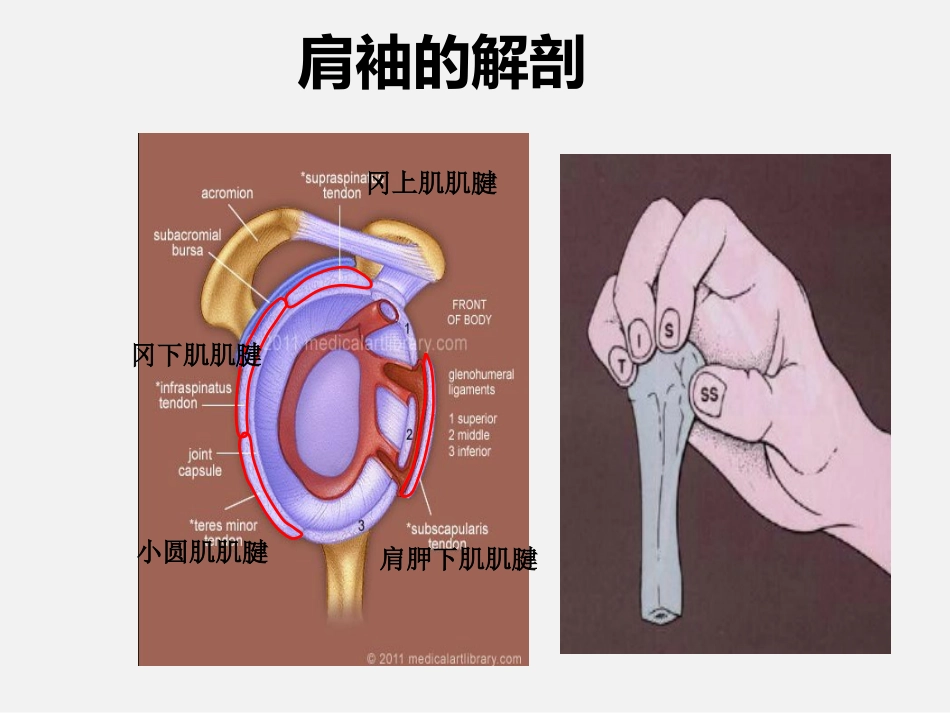 外科学：肩袖损伤诊断与治疗_第6页