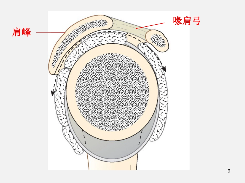 外科学：肩袖损伤诊断与治疗_第9页