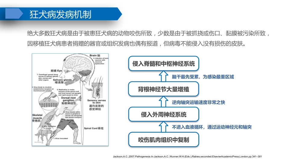 动物致伤伤口的规范处置PPT课件_第5页