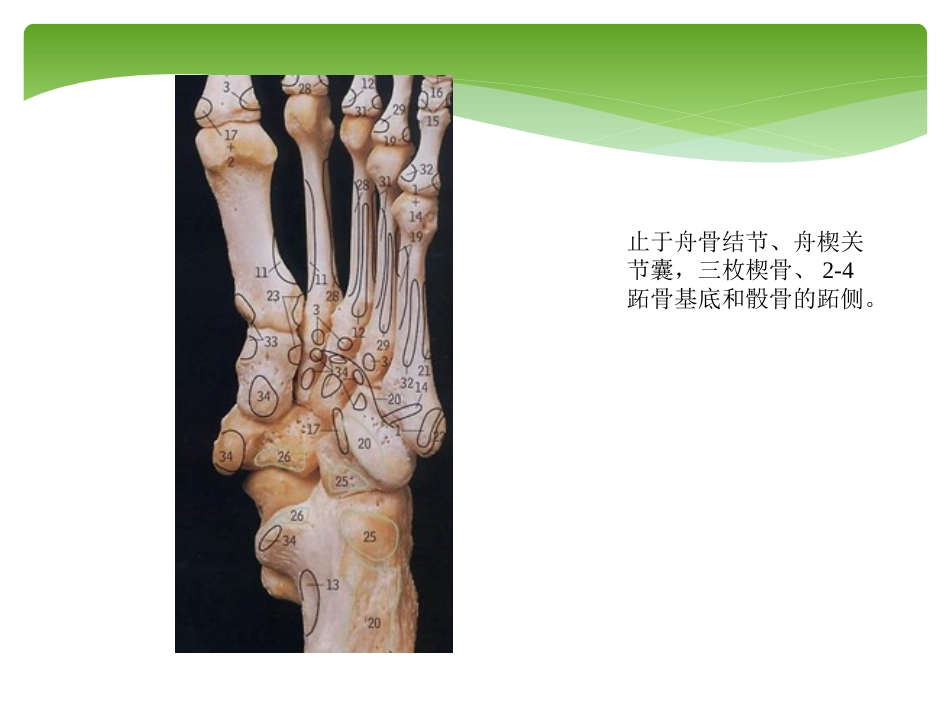 外科学：胫后肌腱功能不全的诊治_第4页