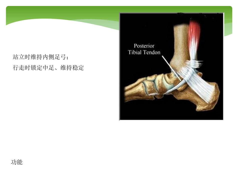 外科学：胫后肌腱功能不全的诊治_第8页
