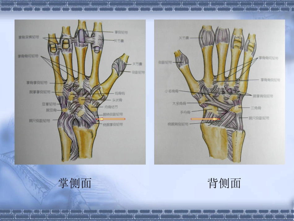 外科学：colles-fracture_第10页
